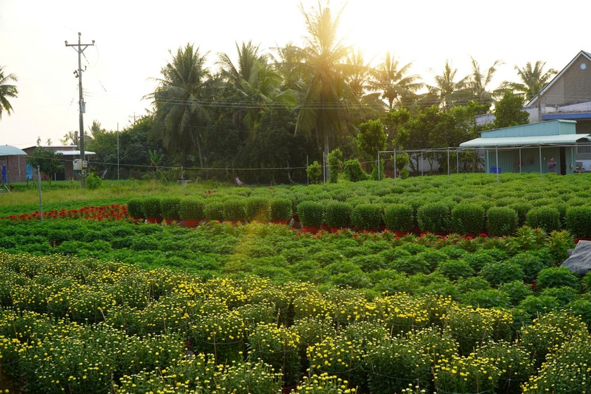 Nắng chiều tr&ecirc;n l&agrave;ng hoa Chợ L&aacute;ch. Ảnh: Anh Như