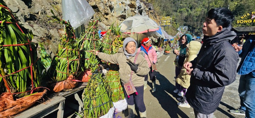 Hoa đ&agrave;o, hoa lan từ T&acirc;y Bắc kh&ocirc;ng chỉ l&agrave;m đẹp cho ng&agrave;y Tết m&agrave; c&ograve;n l&agrave; cầu nối văn h&oacute;a, mang đến cảm gi&aacute;c gần gũi giữa v&ugrave;ng cao v&agrave; đ&ocirc; thị. Những c&agrave;nh đ&agrave;o rừng, chậu lan rực rỡ l&agrave; m&oacute;n qu&agrave; &yacute; nghĩa, mang theo hơi thở của n&uacute;i rừng đến với mọi miền đất nước.