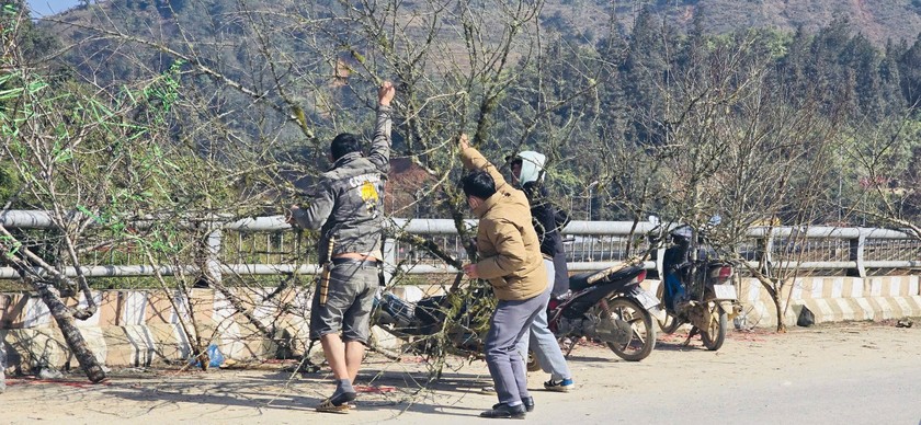 Hoa đào, hoa lan Tây Bắc rộn ràng xuống phố đón Tết9