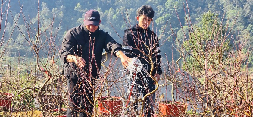 Hoa đào, hoa lan Tây Bắc rộn ràng xuống phố đón Tết9