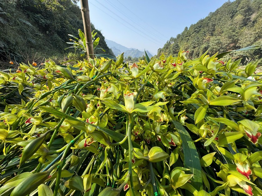 Từ lo&agrave;i hoa hoang d&atilde; tr&ecirc;n n&uacute;i Ho&agrave;ng Li&ecirc;n, người d&acirc;n thị x&atilde; Sa Pa đ&atilde; chọn lọc, ươm giống, ph&aacute;t triển v&ugrave;ng hoa địa lan qu&yacute; lớn nhất v&ugrave;ng n&uacute;i T&acirc;y Bắc, mang lại nguồn thu cao cho nhiều gia đ&igrave;nh đồng b&agrave;o c&aacute;c d&acirc;n tộc địa phương.