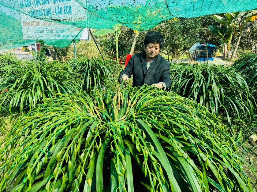 Hoa lan kh&ocirc;ng chỉ đẹp m&agrave; c&ograve;n mang &yacute; nghĩa phong thủy, tượng trưng cho sự thanh cao, thịnh vượng. Một số chậu lan qu&yacute; hiếm được chăm s&oacute;c kỹ lưỡng c&oacute; gi&aacute; l&ecirc;n đến h&agrave;ng chục triệu đồng, nhưng vẫn thu h&uacute;t đ&ocirc;ng đảo người mua. Người mua kẻ b&aacute;n rộn r&agrave;ng, tạo n&ecirc;n kh&ocirc;ng kh&iacute; xu&acirc;n sớm tr&agrave;n đầy sức sống.