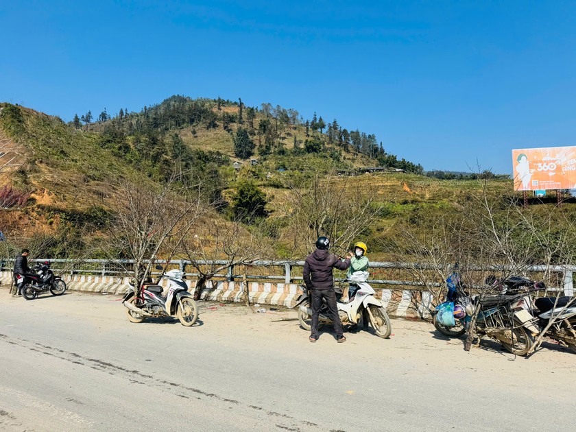 Do nhu cầu mua đ&agrave;o của kh&aacute;ch h&agrave;ng ng&agrave;y một tăng cao, nhiều người c&ograve;n thu gom đ&agrave;o của b&agrave; con trong x&atilde; v&agrave; c&aacute;c x&atilde; l&acirc;n cận để mang xuống th&agrave;nh phố b&aacute;n kiếm lời