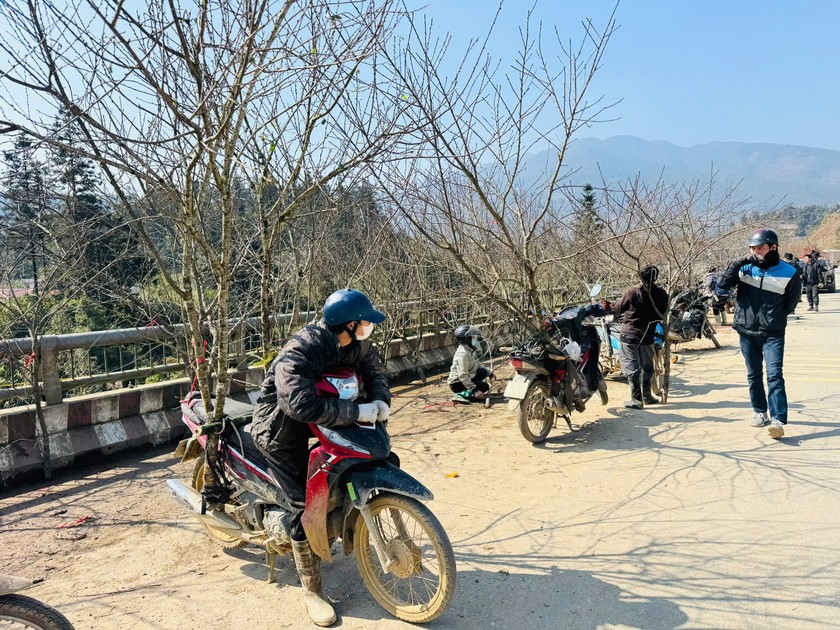 Đ&agrave;o được trồng trong vườn nh&agrave;, tr&ecirc;n nương đồi, kh&ocirc;ng chỉ tạo sản phẩm đ&agrave;o Tết đem lại thu nhập cao, m&agrave; c&ograve;n tạo cảnh quan thu h&uacute;t kh&aacute;ch du lịch đến với đất trời Sa Pa.