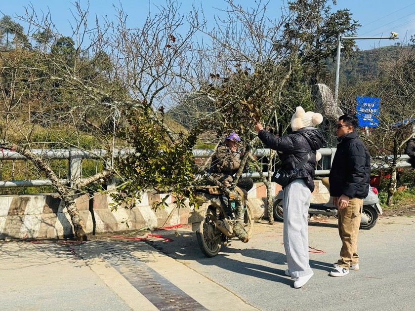 Nhiều năm nay, để đ&aacute;p ứng nhu cầu của kh&aacute;ch h&agrave;ng, người d&acirc;n Sa Pa t&iacute;ch cực trồng đ&agrave;o để b&aacute;n c&agrave;nh v&agrave;o dịp Tết. Đồng thời, học hỏi th&ecirc;m kỹ thuật tạo c&agrave;nh, dựng t&aacute;n, tạo độ r&ecirc;u mốc để tăng th&ecirc;m gi&aacute; trị cho sản phẩm của m&igrave;nh