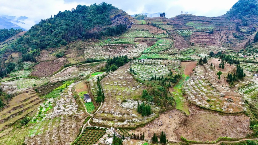 M&ugrave;a hoa mận Bắc H&agrave; cũng l&agrave; thời điểm diễn ra nhiều lễ hội đặc sắc của đồng b&agrave;o v&ugrave;ng cao. Chợ phi&ecirc;n Bắc H&agrave; nhộn nhịp hơn bao giờ hết khi b&agrave; con c&aacute;c d&acirc;n tộc M&ocirc;ng, Dao, T&agrave;y, N&ugrave;ng diện những bộ v&aacute;y &aacute;o sặc sỡ, c&ugrave;ng nhau du xu&acirc;n, gặp gỡ. Những tr&ograve; chơi d&acirc;n gian như n&eacute;m pao, k&eacute;o co, m&uacute;a kh&egrave;n vang vọng giữa những vườn mận trắng, tạo n&ecirc;n một kh&ocirc;ng gian lễ hội tr&agrave;n đầy sức sống.