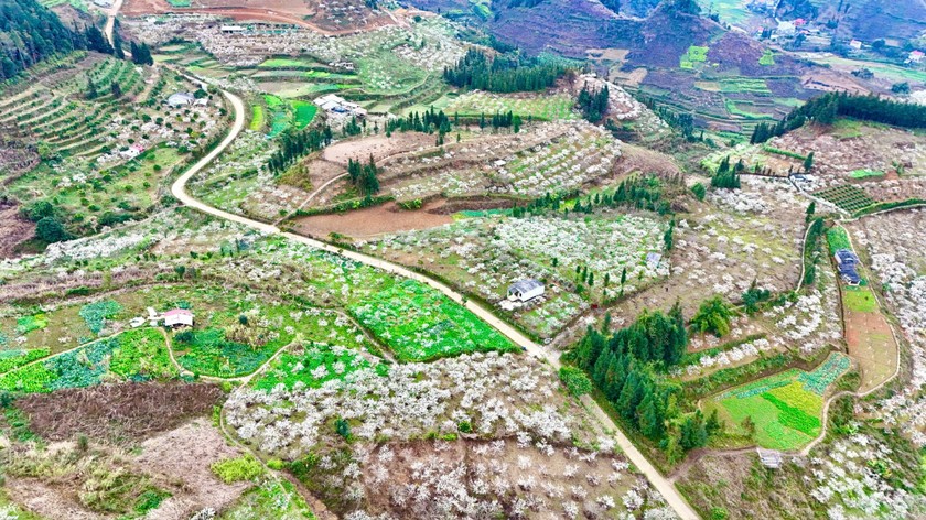 Sắc xuân tinh khôi trên cao nguyên trắng Bắc Hà