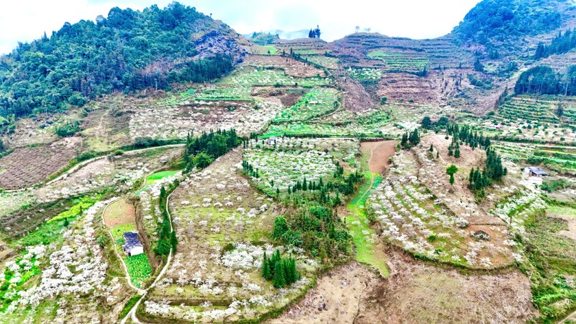 Sắc xuân tinh khôi trên cao nguyên trắng Bắc Hà