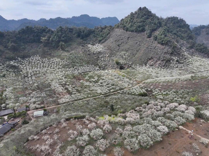 Những c&acirc;y mận hoa nở trắng x&oacute;a giống như b&ocirc;ng tuyết b&ecirc;n c&aacute;c thung lũng, ch&acirc;n đồi. (Ảnh: CTV)