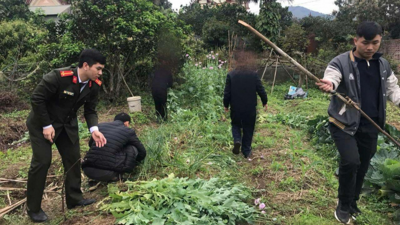 Lực lượng chức năng tiến h&agrave;nh nhổ, thu giữ c&acirc;y nghi l&agrave; c&acirc;y thuốc phiện.