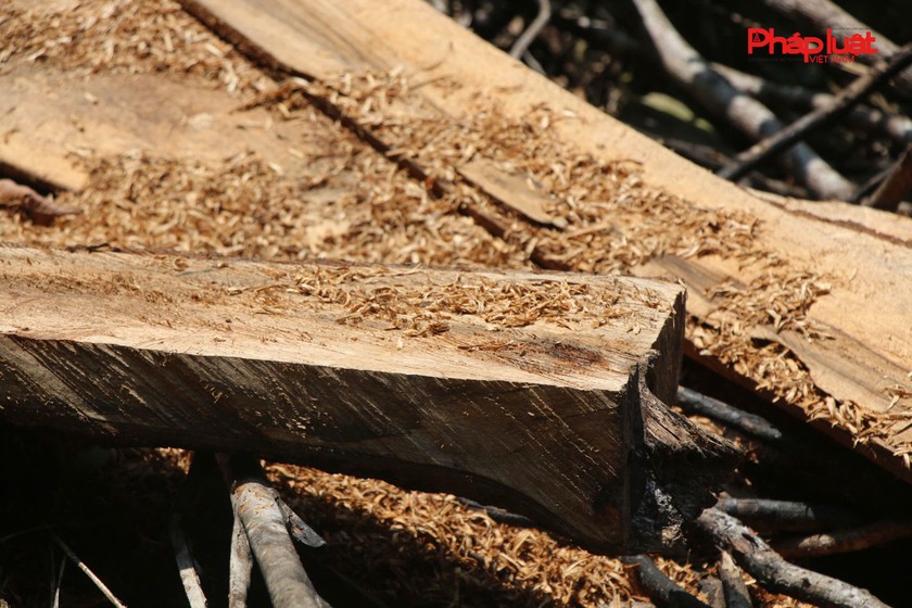 Những c&acirc;y gỗ tự nhi&ecirc;n bị &amp;amp;amp;quot;xẻ thịt&amp;amp;amp;quot;