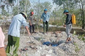 Quảng Trị tiêu hủy hơn 100 tấn lợn mắc dịch tả Châu Phi