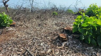 Chuyển hồ sơ sang Công an điều tra vụ phá rừng phòng hộ ven biển ở Huế