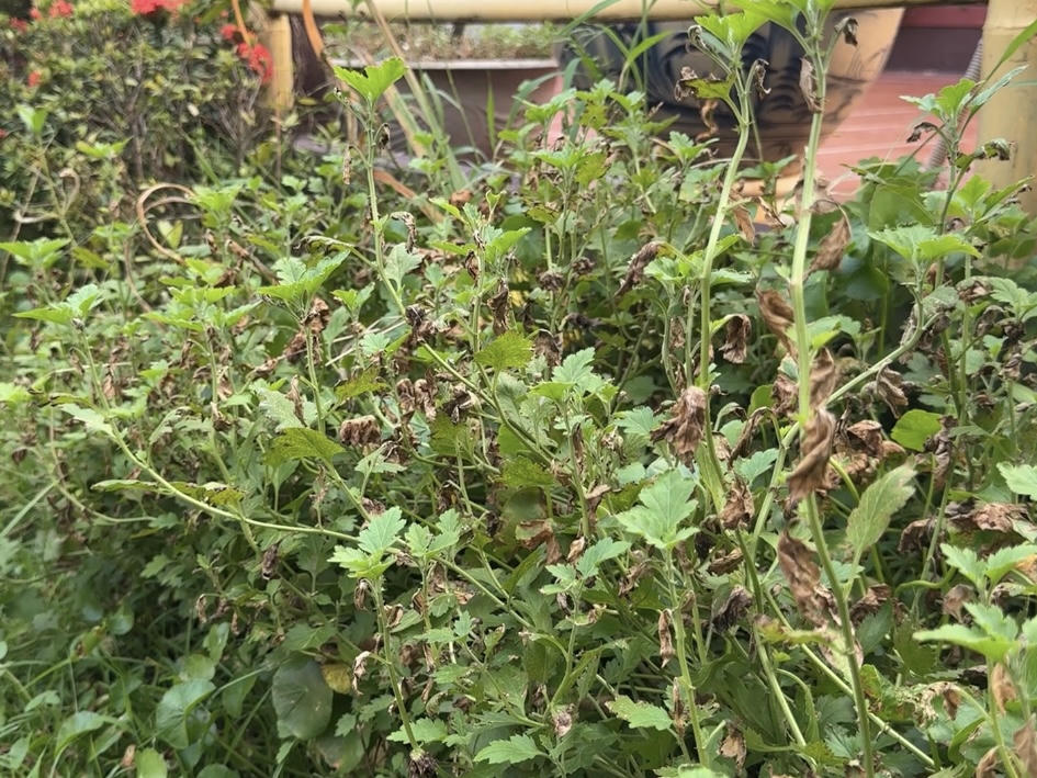 Luống hoa mầu của người d&acirc;n bị ảnh hưởng bởi ho&aacute; chất