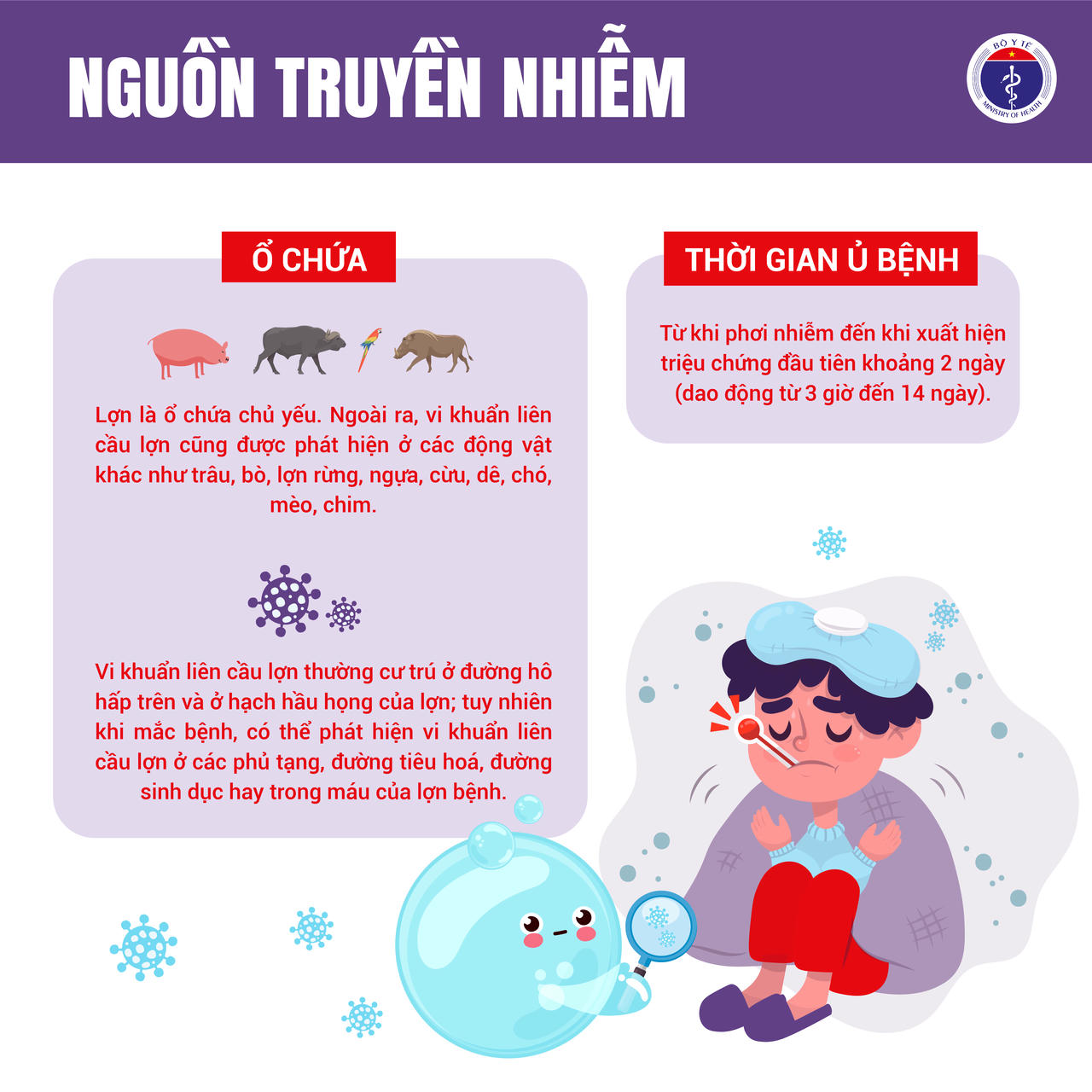 Nguồn truyền nhiễm của bệnh li&ecirc;n cầu lợn ở người.