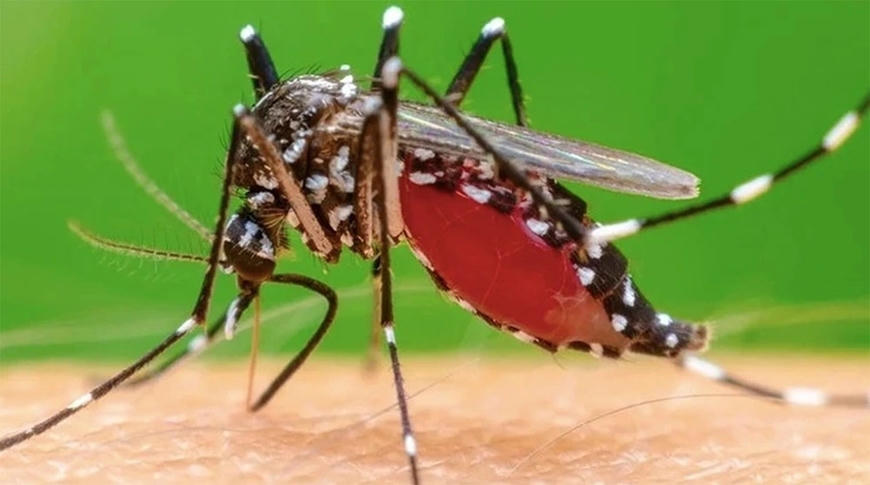 Muỗi truyền bệnh chikungunya chủ yếu đốt v&agrave;o ban ng&agrave;y, c&oacute; thể đạt đỉnh điểm hoạt động v&agrave;o s&aacute;ng sớm v&agrave; chiều muộn. Ảnh: WHO