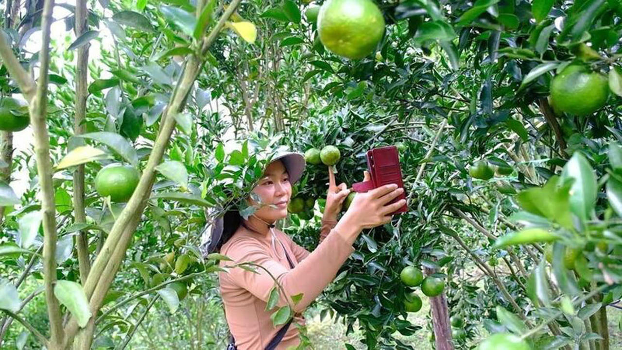 Chuyển đổi số đang mở ra không gian mới cho công tác giảm nghèo Chị Sần Thị Bích sử dụng mạng xã hội để livestream giới thiệu sản phẩm quýt của gia đình. (Ảnh: Ngân Hà)