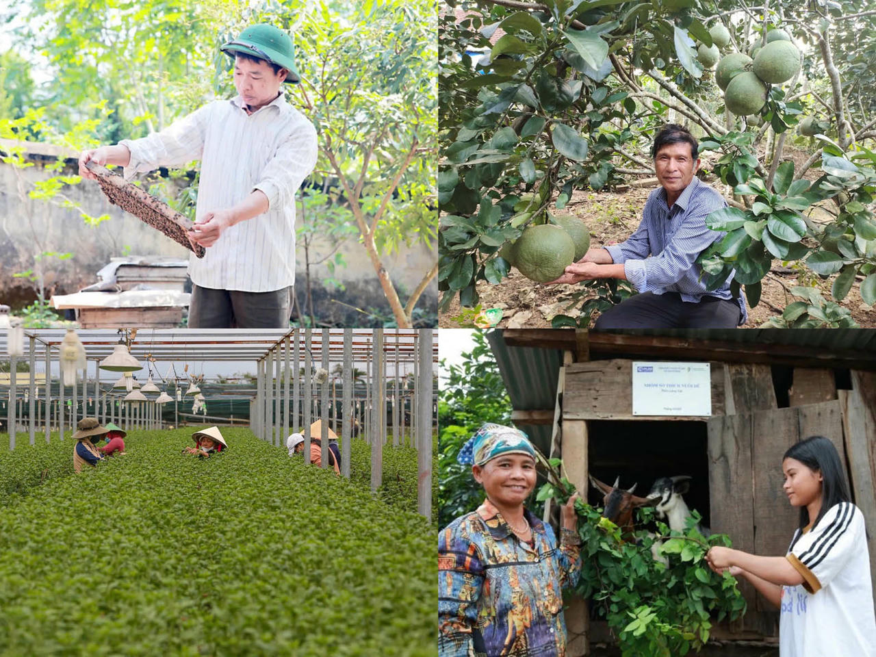 Đa dạng h&oacute;a sinh kế, nh&acirc;n rộng m&ocirc; h&igrave;nh giảm ngh&egrave;o bền vững.  (Nguồn: ST)