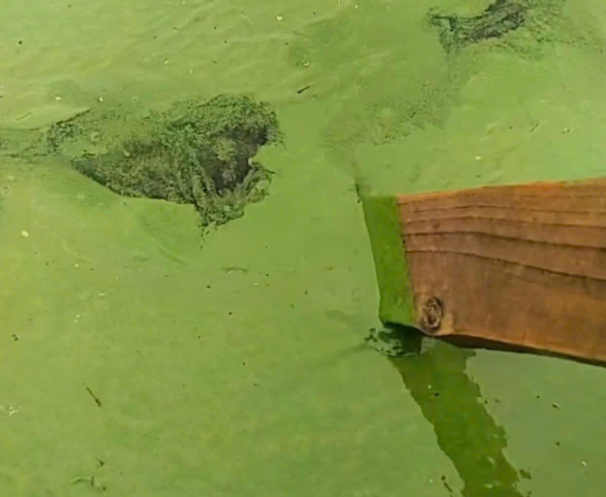 Nguy&ecirc;n nh&acirc;n được xác định do chất thải v&agrave; thức ăn thừa từ hoạt động nu&ocirc;i c&aacute; lồng xả trực tiếp xuống hồ.