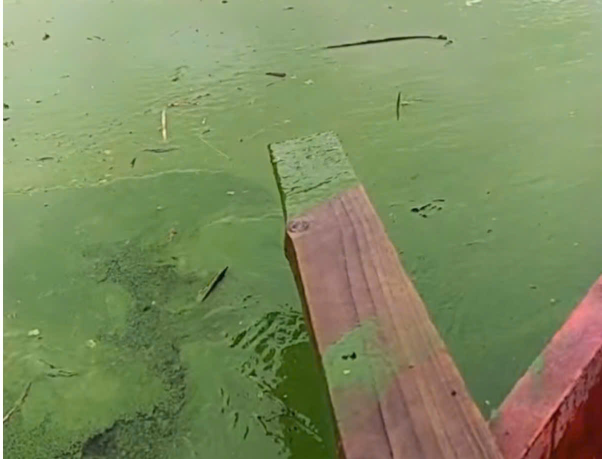 Việc cho c&aacute; ăn bằng thức ăn c&ocirc;ng nghiệp v&agrave; kh&ocirc;ng thu gom lượng dư thừa khiến chất hữu cơ t&iacute;ch tụ l&acirc;u ng&agrave;y dưới đ&aacute;y hồ, g&acirc;y ph&aacute;t sinh kh&iacute; độc, l&agrave;m nguồn nước đổi m&agrave;u v&agrave; bốc m&ugrave;i h&ocirc;i nồng nặc.