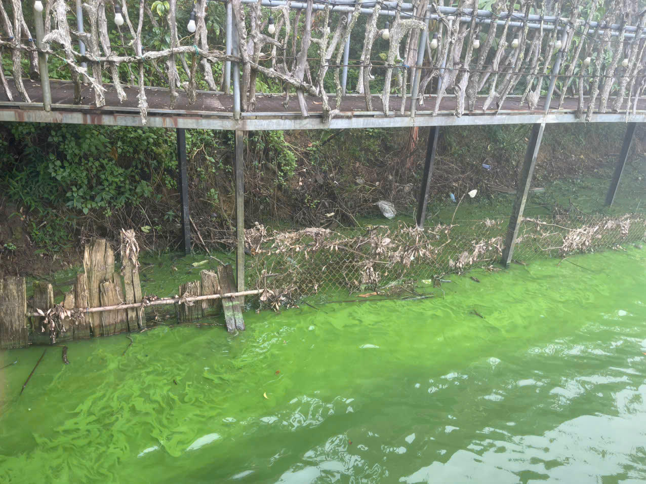 Nước h&ocirc;̀ chuy&ecirc;̉n màu xanh, n&ocirc;̉i váng và b&ocirc;́c mùi.