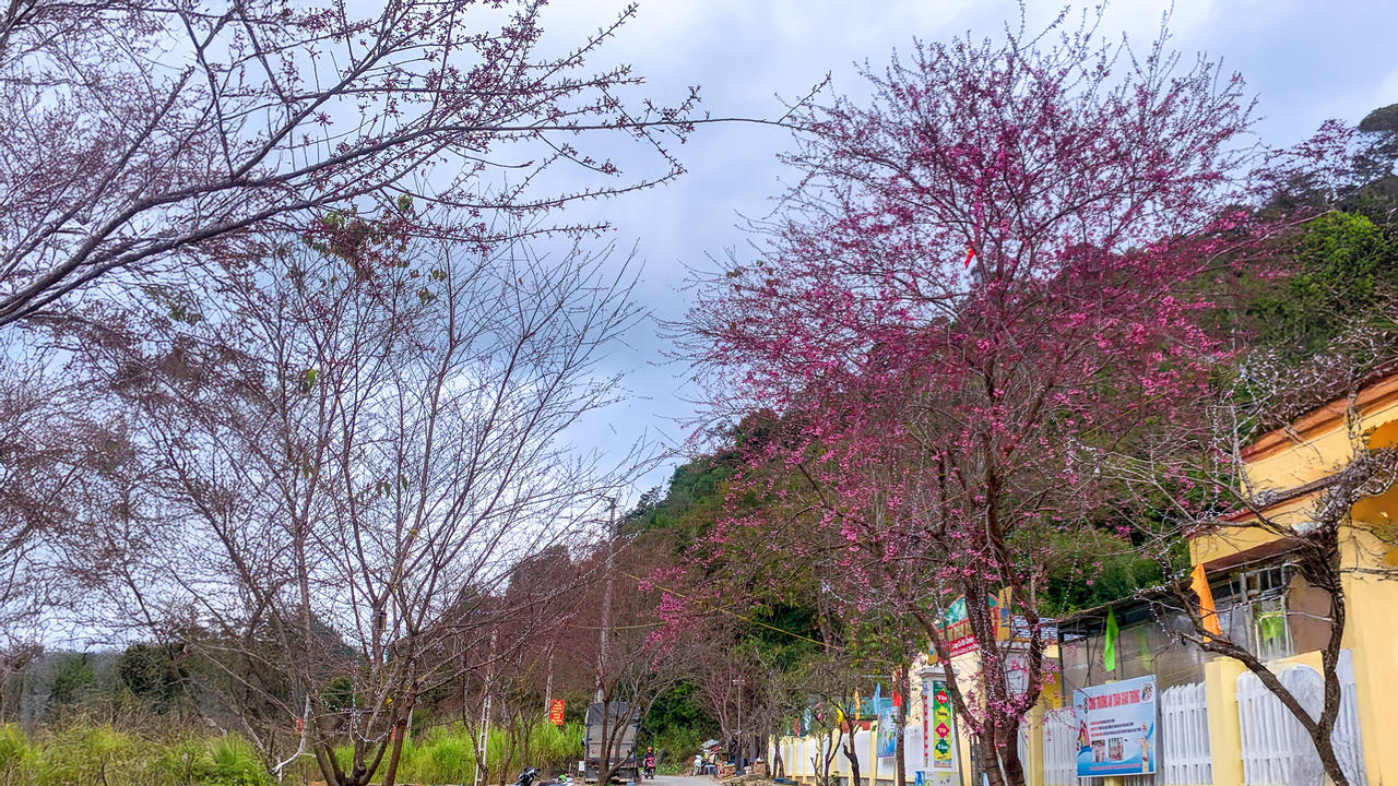 Hoa mai anh đ&agrave;o nở đỏ dọc theo tuyến đường trung t&acirc;m x&atilde; Lũng C&uacute;. Ảnh: Đức Mạnh