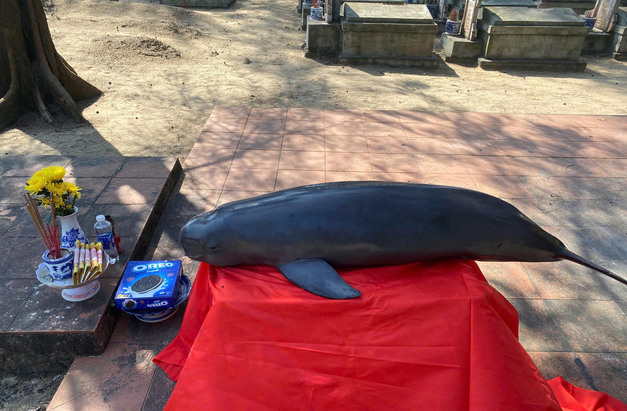 Phát hiện xác cá voi trôi dạt vào bờ biển ở Quảng Trị