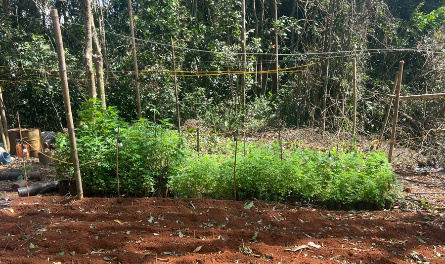 Khởi tố nam thanh niên trồng hơn 760 cây cần sa ở Lâm Đồng