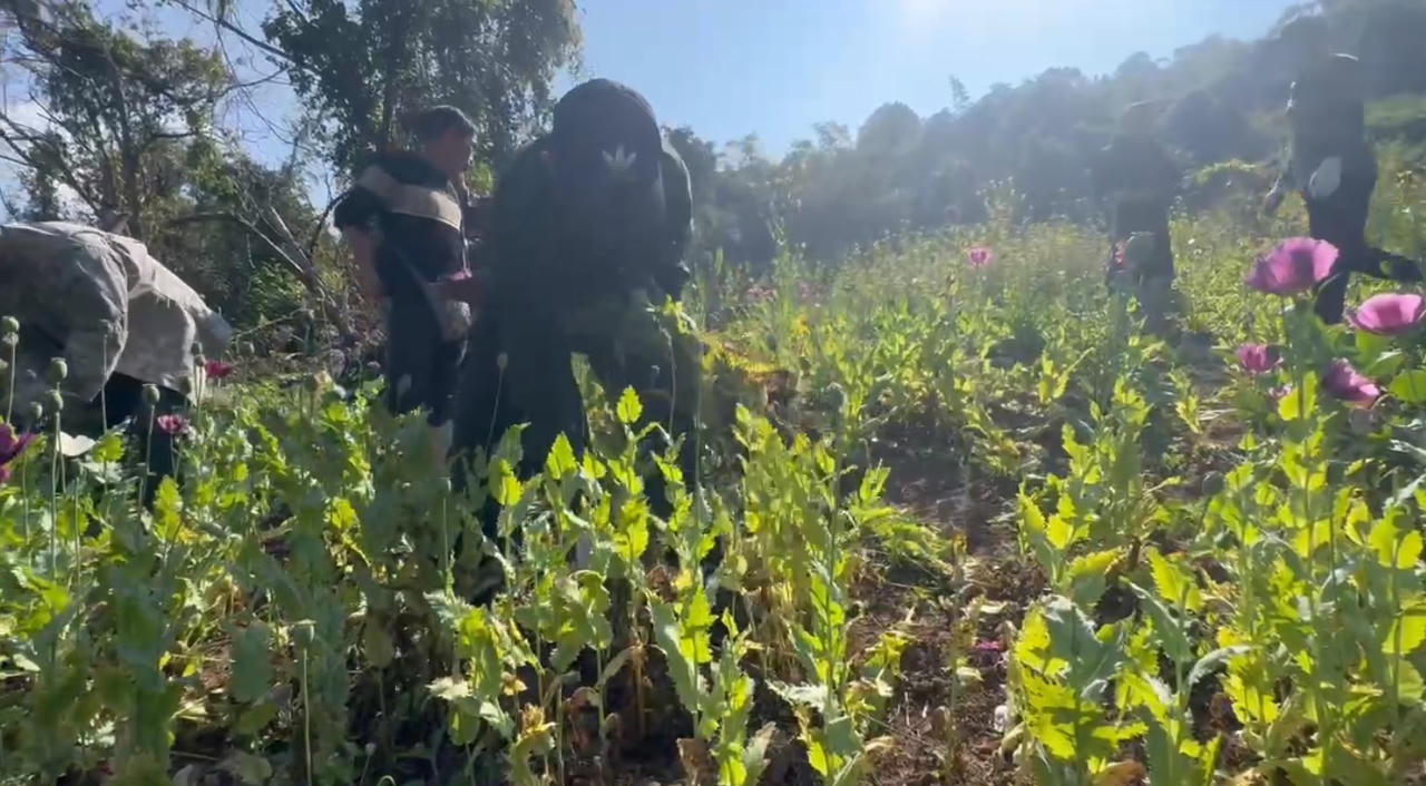 Công an tỉnh Điện Biên phối hợp cùng Công an Lào phá nhổ hơn 12.000 m² cây thuốc phiện