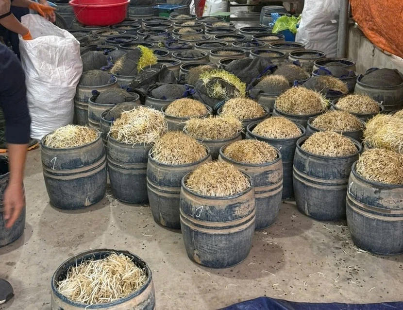 Khởi tố 2 đối tượng sản xuất giá đỗ chứa chất cấm