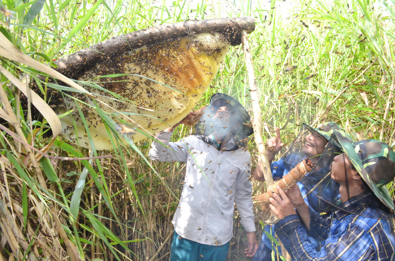 Rừng U Minh Hạ – hương mật, vị đất địa đầu cực Nam Tổ quốc