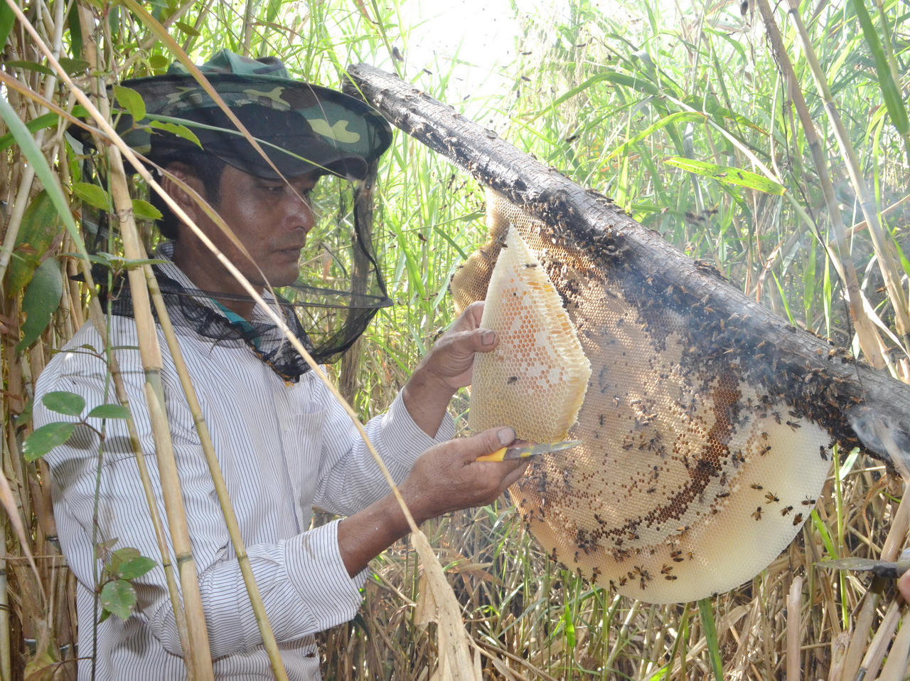 Rừng U Minh Hạ – hương mật, vị đất địa đầu cực Nam Tổ quốc