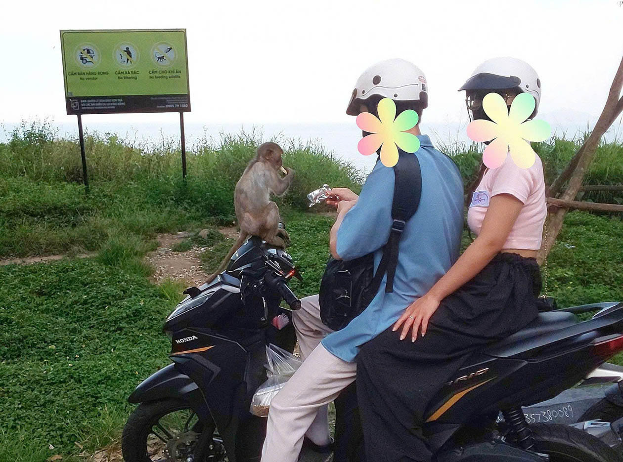 Du khách cho động vật hoang dã ăn tại khu du lịch: Đi ngược với nguyên tắc bảo tồn