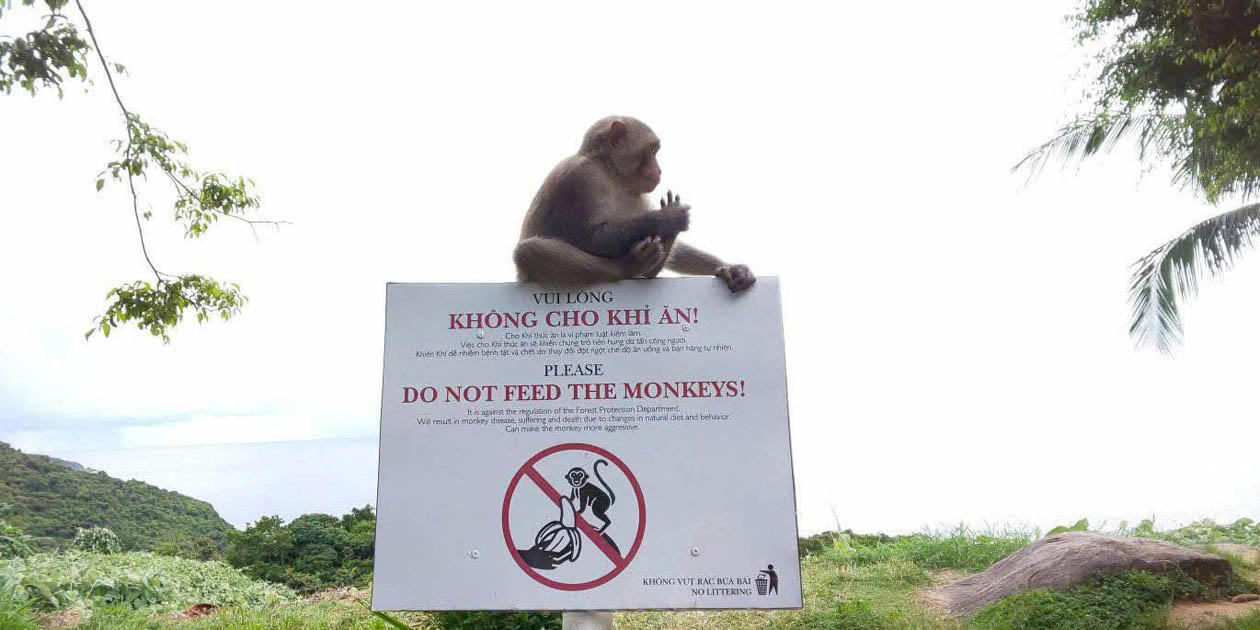 Du khách cho động vật hoang dã ăn tại khu du lịch: Đi ngược với nguyên tắc bảo tồn