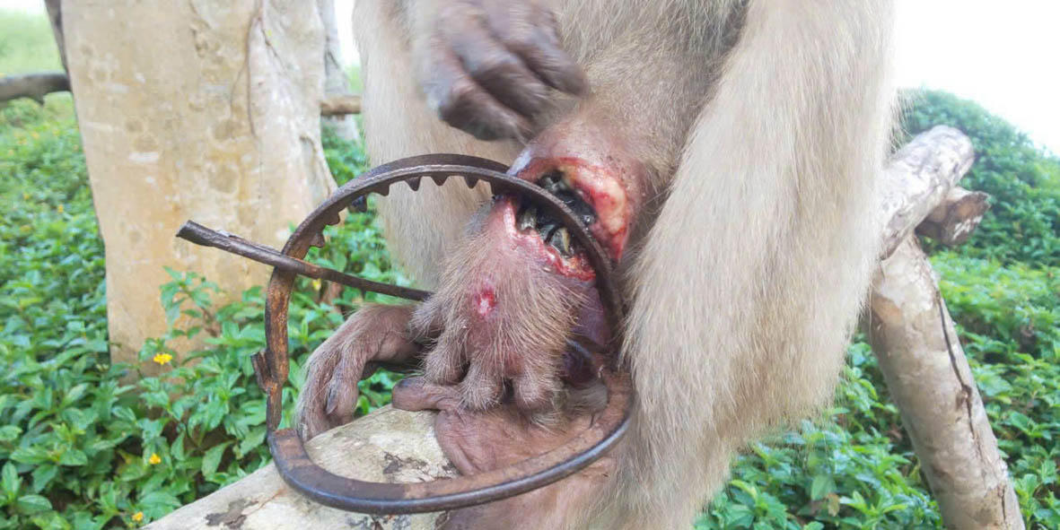 Du khách cho động vật hoang dã ăn tại khu du lịch: Đi ngược với nguyên tắc bảo tồn