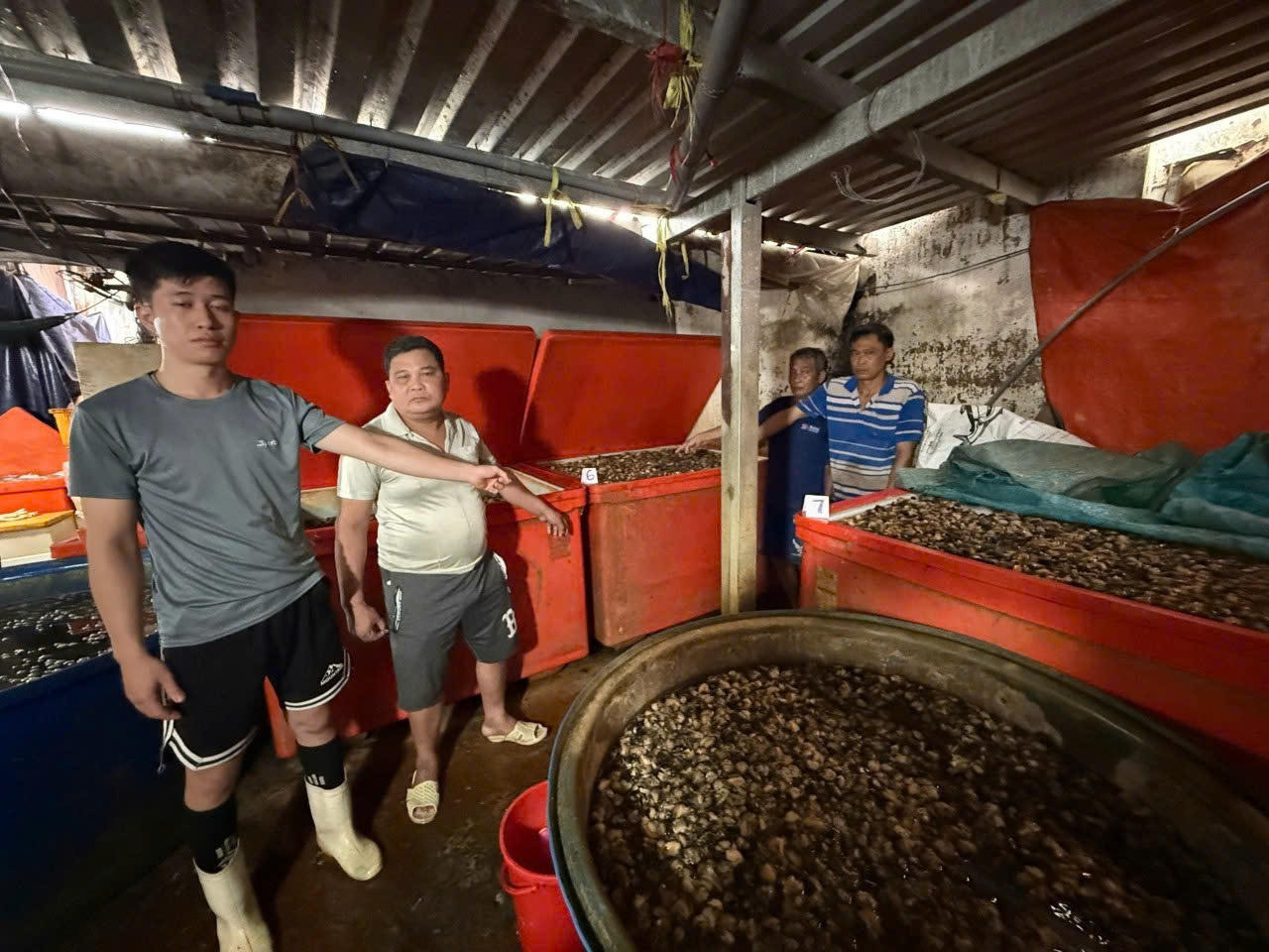 Phát hiện đường dây dùng 500 tấn hóa chất để ngâm 3.000 tấn ốc bươu