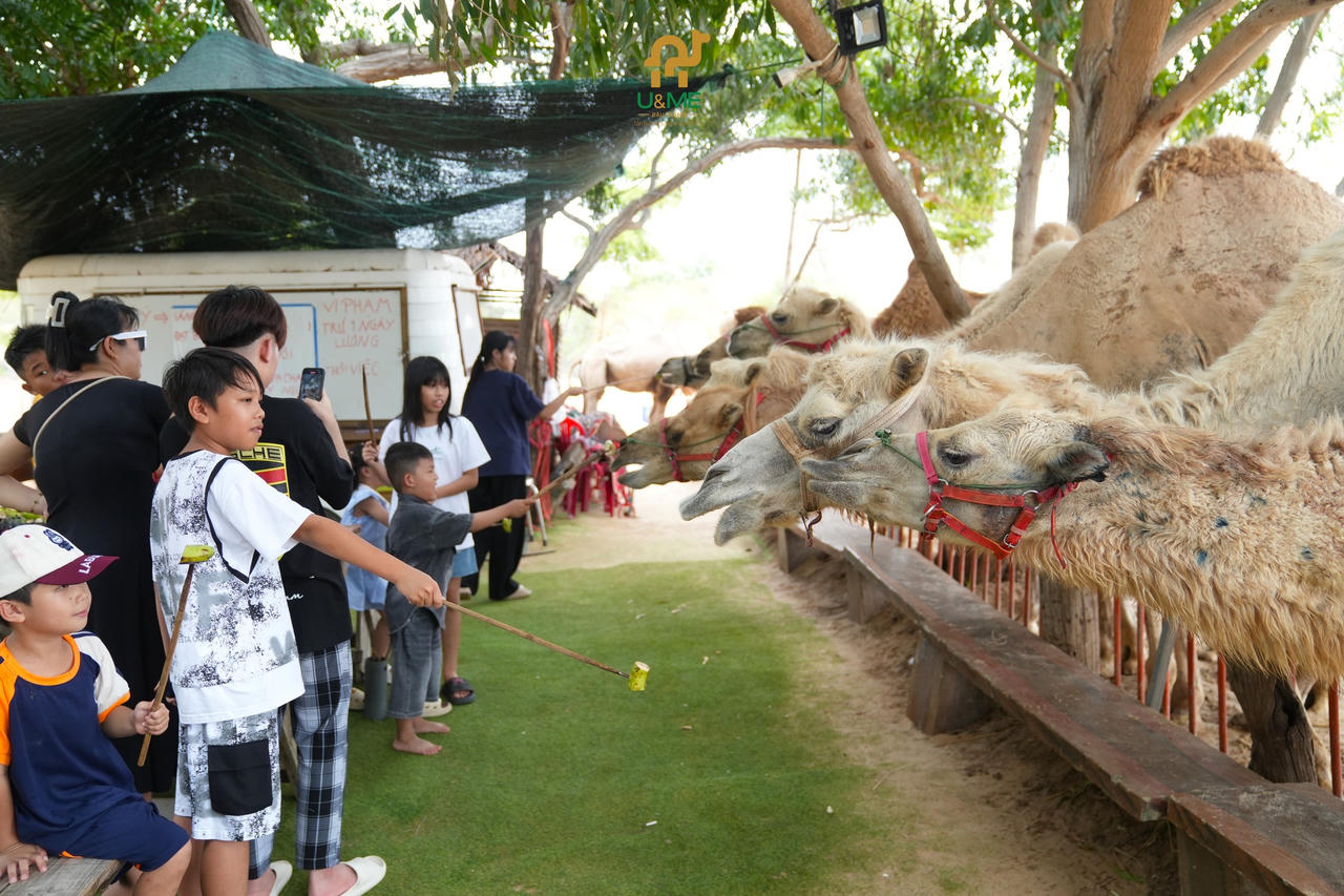 Bàu Trắng U&Me – “Ốc đảo Bồng Lai” giữa miền cát, gió