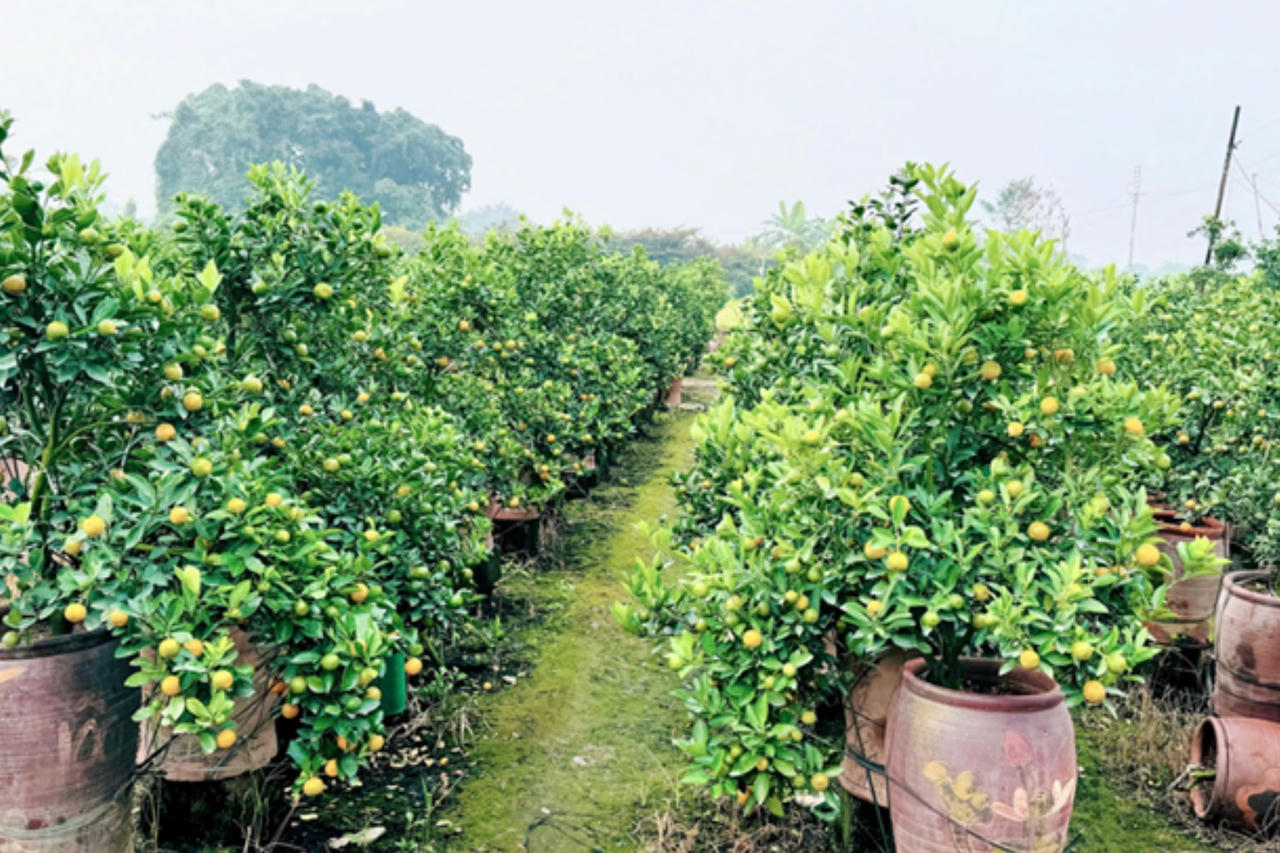 Giữ nhịp mùa Xuân giữa lòng đô thị