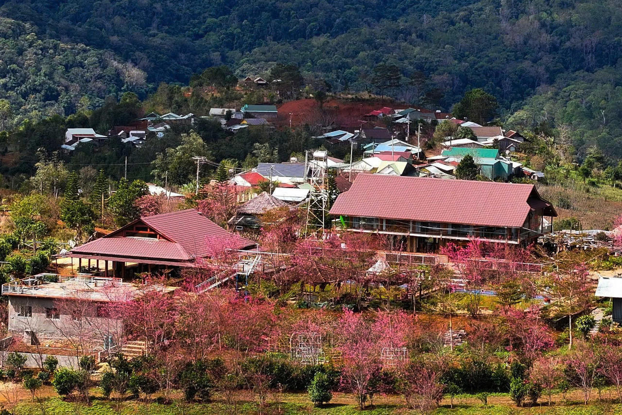 Mai anh đào nở rộ trước thềm Tết, Măng Đen hút khách du lịch