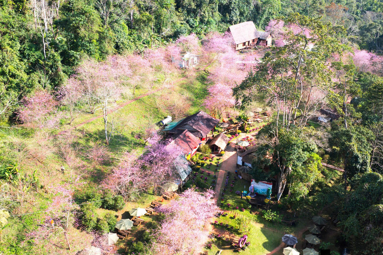 Mai anh đào nở rộ trước thềm Tết, Măng Đen hút khách du lịch