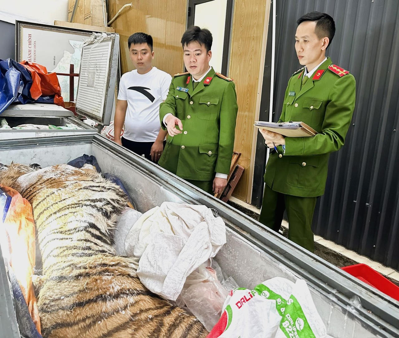 C&aacute; thể hổ đ&atilde; được c&aacute;c đối tượng cấp đ&ocirc;ng.