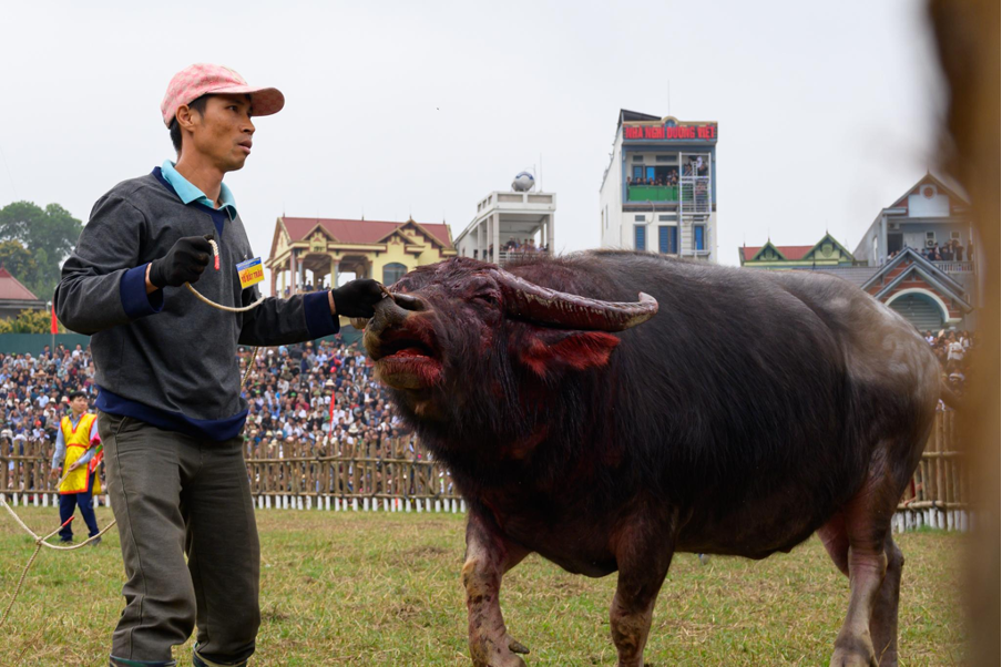 Lễ hội chọi tr&acirc;u Hải Lựu: Cuộc so t&agrave;i 'nghẹt thở'