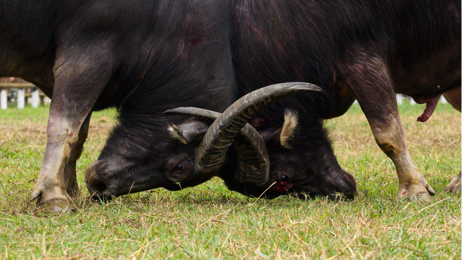 Chỉ cần đối thủ sơ hở, th&igrave; ngay lập tức bị ăn những miếng c&aacute;ng v&agrave;o miệng, mắt, tai... rất hiểm h&oacute;c v&agrave; đau đớn.