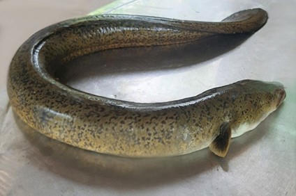 H&igrave;nh ảnh c&aacute; ch&igrave;nh biển (Ảnh internet)