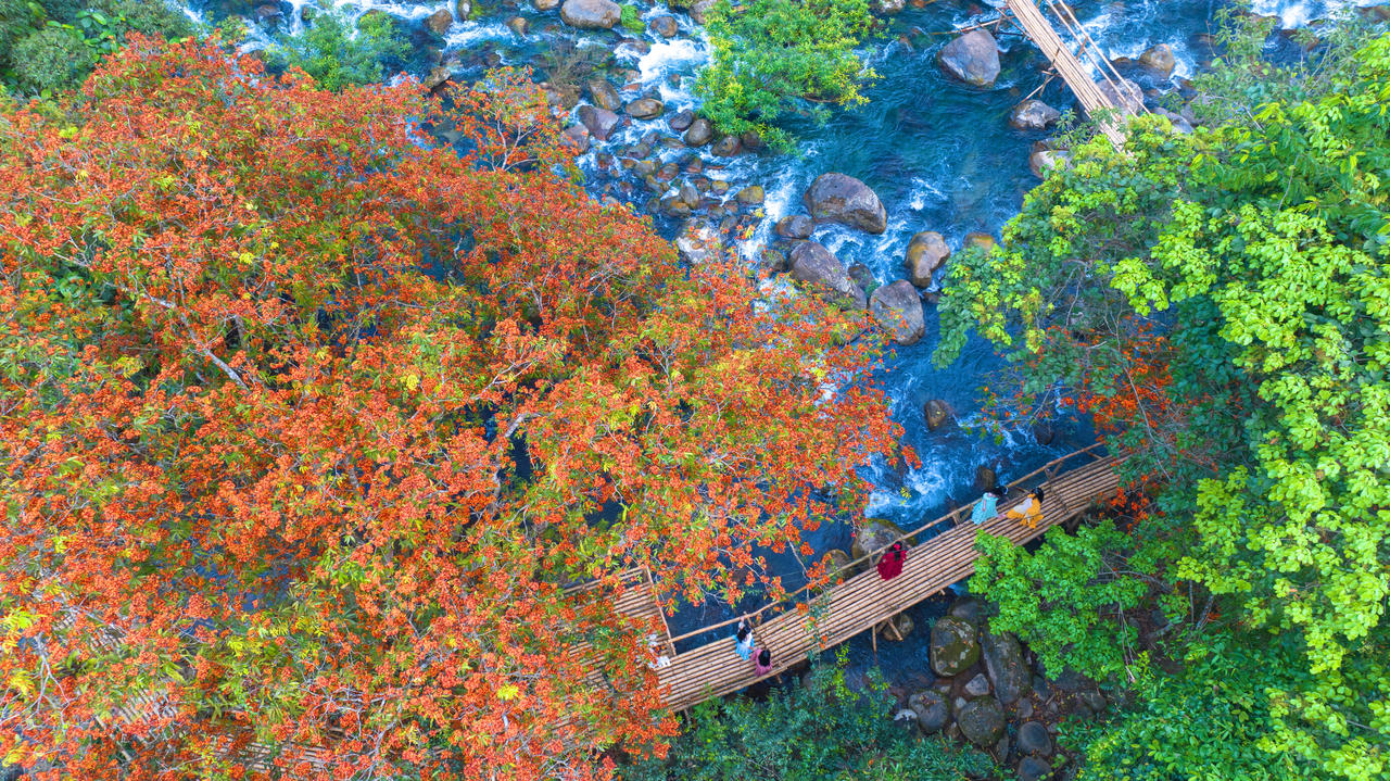 Suối Nước Moọc&nbsp;ki&ecirc;u sa, vừa thơ mộng bởi m&ugrave;a hoa V&agrave;ng Anh nở rộ.