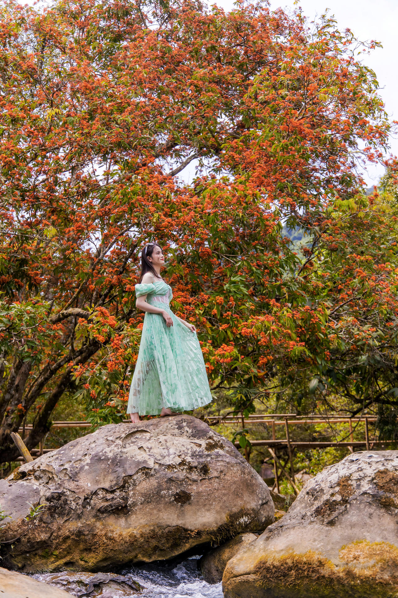 Hoa Vàng Anh khoe sắc giữa lòng Di sản Phong Nha – Kẻ Bàng