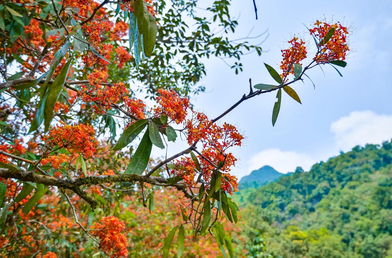 Hoa Vàng Anh khoe sắc giữa lòng Di sản Phong Nha – Kẻ Bàng