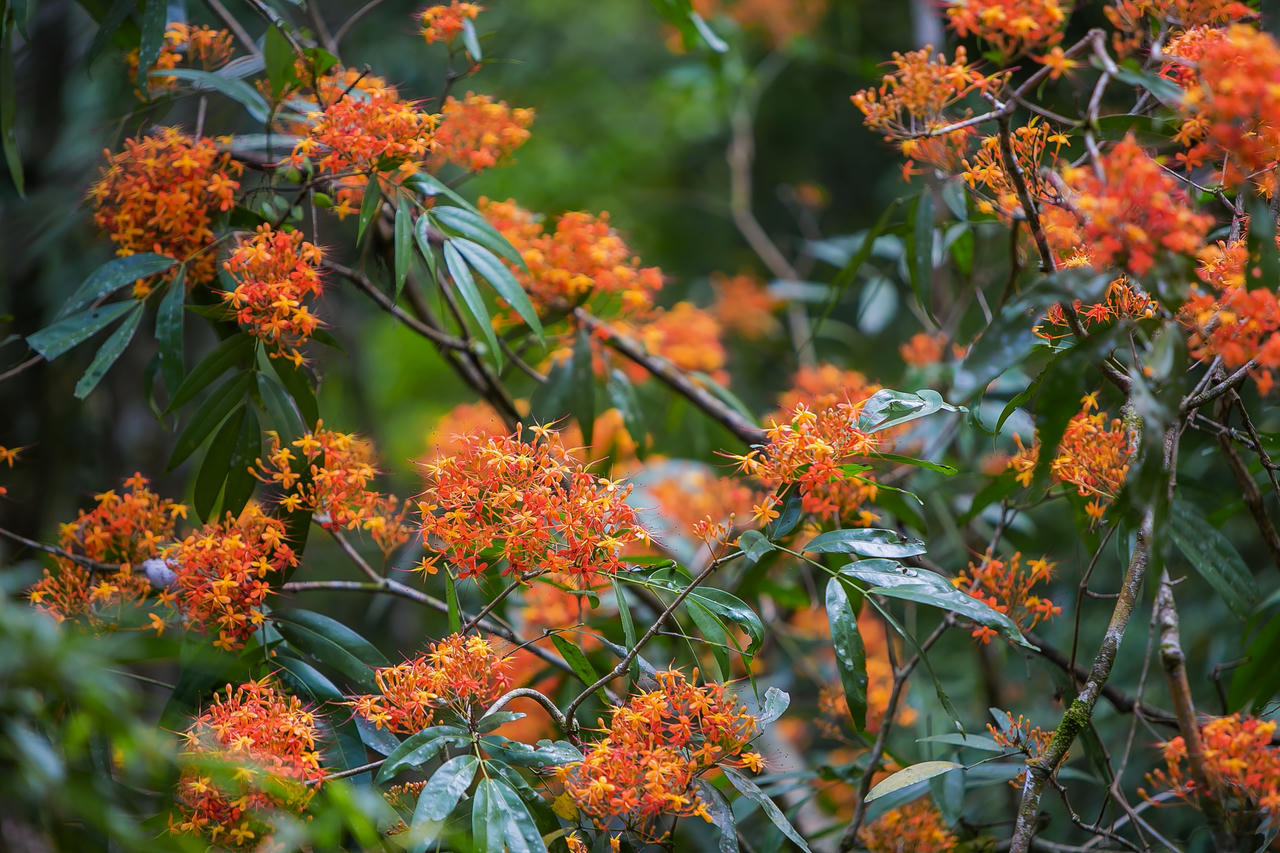 Hoa Vàng Anh khoe sắc giữa lòng Di sản Phong Nha – Kẻ Bàng