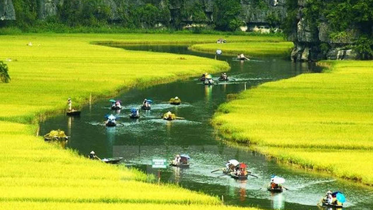 Du kh&aacute;ch đi thuyền ngắm c&aacute;nh đồng v&agrave;ng tại s&ocirc;ng Ng&ocirc; Đồng - Tam Cốc. (Ảnh: DLNB)