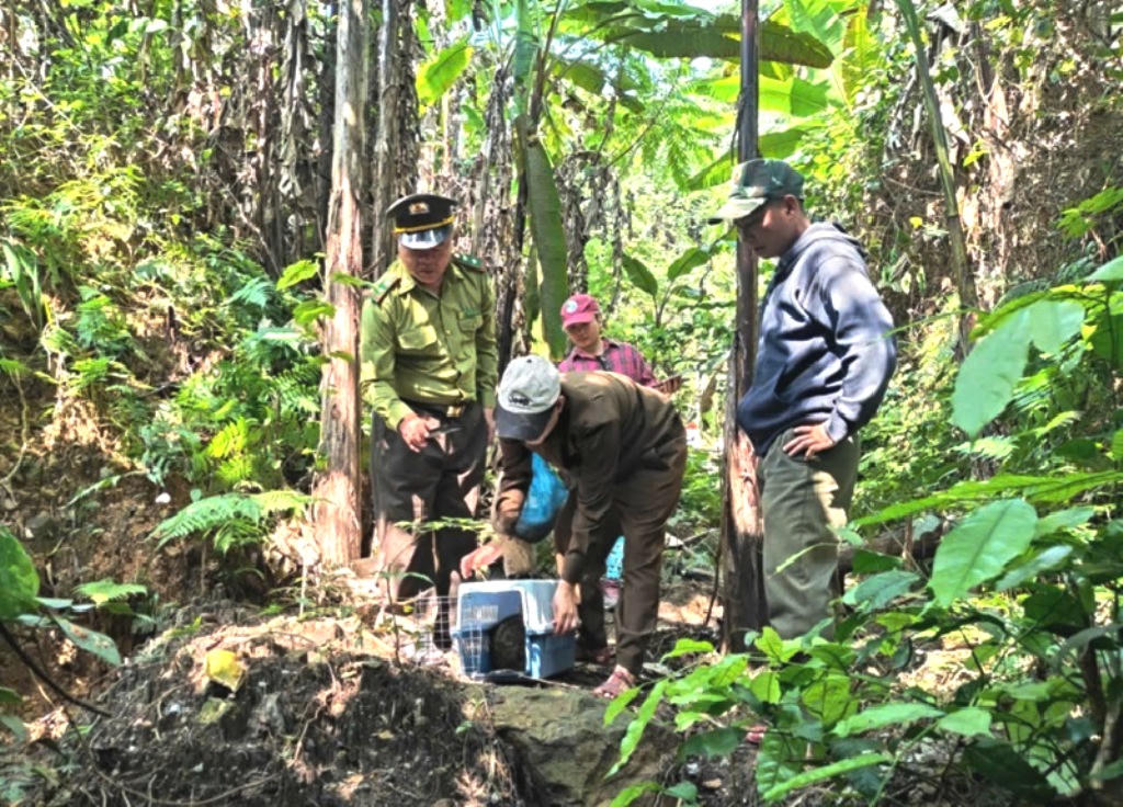 Lực lượng chức năng tiến h&agrave;nh thả động vật về m&ocirc;i trường tự nhi&ecirc;n Phong Nha - Kẻ B&agrave;ng.&nbsp;Ảnh: V. L